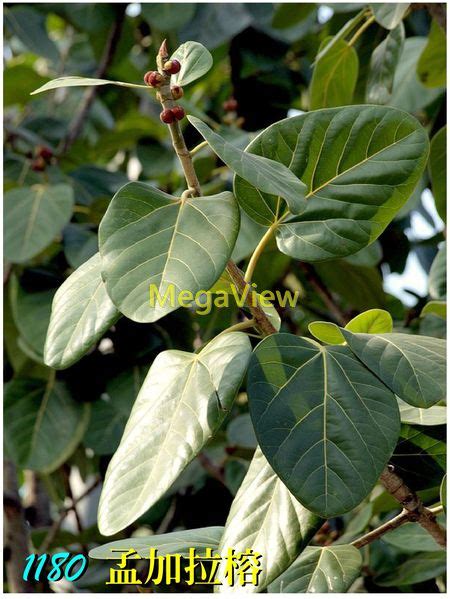 孟加拉榕|孟加拉榕 Ficus benghalensis